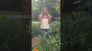 Want To Win A Garden? Here’s How #gardenary #kitchengarden