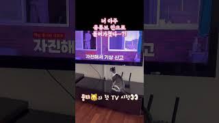 #고양이브이로그 #개냥이 #서강대메리홀고양이 #고양이일상 #뜬뜬촌캉스 #뜬뜬구독고양이 #핑계고