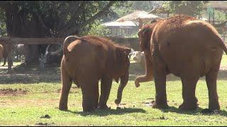 Curious Baby LekLek's Discovery! - ElephantNews