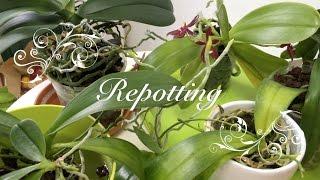 Repotting Phalaenopsis Species & Hybrids + Update