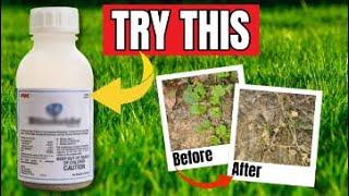 Weed Killer Dominates Many Weeds Without Killing the Grass