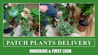 Patch Plants Online Plant Delivery Unboxing - Not Sponsored