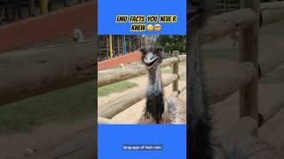 EMU FACTS YOU NEVER KNEW 