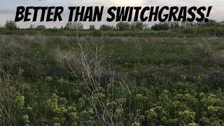 FROM BARE DIRT TO DEER BEDDING: Can anything beat switchgrass? Absolutely!