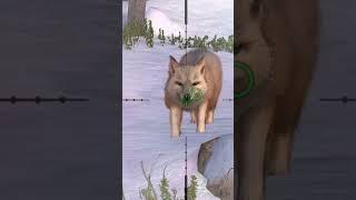 Wolf hunting ll #wolf ll #hunting ll #shorts ll #sanbandongvathoangda ll #crazyxyz ll #bear ll 88900