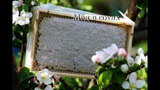 Медосбор. Урожай меда в сотах.
