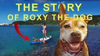 The Story of Roxy the Sailing Dog - A dog living on a sailboat for 5 years [Ep. 169]