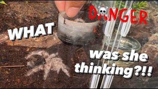 My tarantula was DIGGING HER OWN GRAVE ~ I STOPPED HER !!!