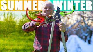 Summer VS Winter Fruit Tree Pruning - NOT what you think