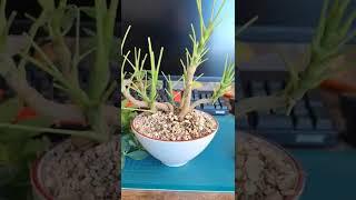 schefflera arboricola Bonsai defoliation #schefflera #bonsai #бонсай @planthuntertv