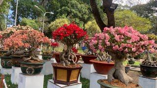 Amazing Adenium Obesum Bonsai Show 2023 - Hội Thi Hoa Sứ Hội Hoa Xuân Tao Đàn