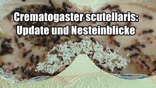 Crematogaster scutellaris: Update und Nesteinblicke