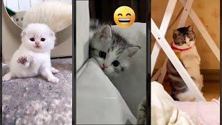 Cute Cats  kitten meowing  #CuteFunnyCats Part 2002