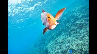 Snorkelling In Great Barrier Reef