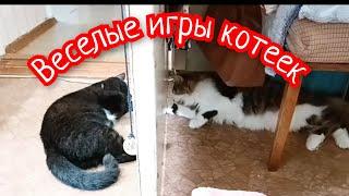 Весёлые игры котеек.