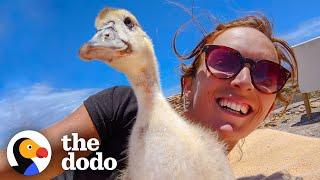 Baby Duck Thinks the Woman is Her Mom  | The Dodo Little But Fierce