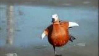Weird Al Yankovic - I want a new duck