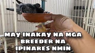 MAY INAKAY NA MGA BREEDER NA IPINARES NAMIN |Reggie Cruz Loft & Aviary #reggiecruzloftandaviary