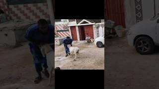 #funny #goat #funnypets #pet #petlover #sheep #cow #M4champs #shorts #shortvideo #bakra #fun #cute