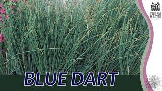 BLUE DART (Juncus Inflexus): Elegant Ornamental Grass!