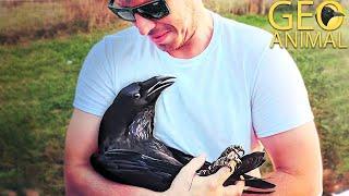 This raven feels like a child every time he sees his owner