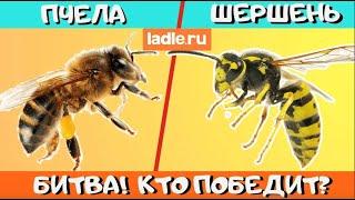 Пчела и Шершень. КТО ПОБЕДИТ? Биология. Пчелы против шершня Как пчелы атакуют, убивают шершня в улье