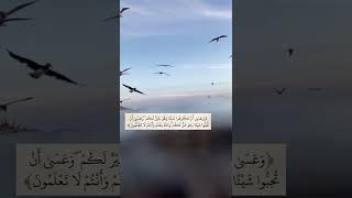 قران كريم #متع_عقلك #أرح_قلبك_بهذه_التلاوة #اشتراك_بالقناة #شاهد #لايك #اسمع #دعمكم