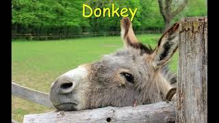 Donkey with sound effects - Farm animal sounds