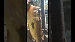 First cast largemouth bass #fishing #bassfishing #livebaitfishing #bassfishingvideo #uglystik #bass