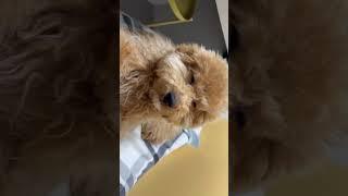 아기강아지는 또 졸아요 ..zZ #두들 #골든두들 #미니두들 #강아지일상 #vlog #puppy
