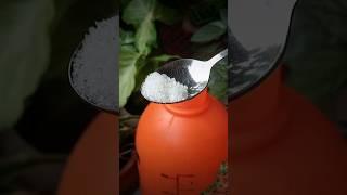 Best Liquid Fertilizer for Indoor Plants!