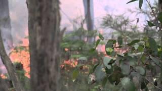 Planned burning in Wombat and Lerderderg State Forests