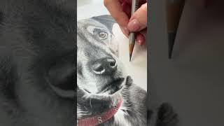 Adding the final few strokes to a 20+ hour portrait  #drawing #petportrait #colouredpencils