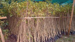 Aquilaria Khasiana plants || Agarwood khasiana plant's | Call-09678757461 || #Khasiana #Agarwood