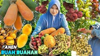 Panen buah-buahan segar | Bikin es buah dari hasil kebun