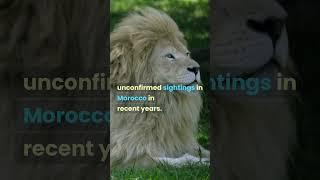 Atlas lion extinct 1940's