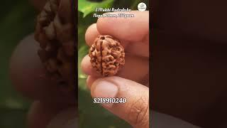 3 Mukhi Rudraksha #rudraksha #om #astro #shiv #shiv #rudraksh #astrology#viral #viralshort