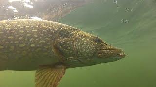 How to catch big pike and perch with Matt Hayes!