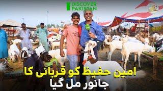 Amin Hafeez Ko Jado Jehad Kay Baad Qurbani ka Janwar Mill Gaya |