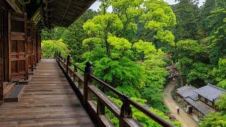 Rainy Walk through Lush Forest and Secluded Mountain Temple |  Japan 4K Nature Ambience - ASMR