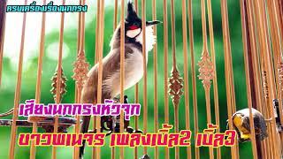 เสียงนกกรงหัวจุกขาวพเนจร เพลงเบิ้ล2 เบิ้ล3 นกนับดอกตัวดัง #ไม่มีโฆษณา เสียงชัดแจ๋ว ก๊อปติดง่าย