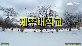 제주대학교 겨울 #jejunationaluniversity #제주겨울여행지