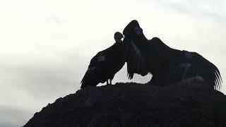 California Condors and Turkey Vultures - High Peaks - Pinnacles National Park