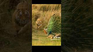 Tiger hunting peacock #youtubeshorts #shorts