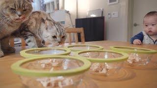 고양이들 닭고기 먹는 날Day the cats ate chicken【수리노을 SURI&NOEL】