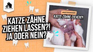 Katze Zähne ziehen lassen?!  JA oder NEIN? Deshalb haben unsere  keine Zähne! FORL bei Katzen