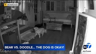 Up-close encounter between bear, dog inside SoCal home caught on video