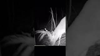 200 inch mainframe 6 point HUGE DEER cam pics #shorts #hunting #bowhunting