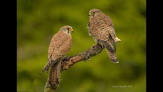 The life of the Common kestrel (Film)