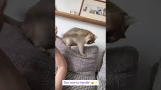 Happy Cat Vibes episode 7 cat  #cute #catlover #funnyfelinefriends #funny